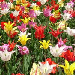 tulipe fleurs de lis en melange
